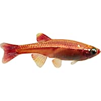 Live Rosie Red Minnows For Sale, Free Shipping