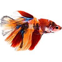 Male Tangerine Koi Betta