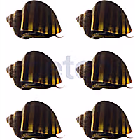 Black Mystery Snail