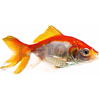 Red Fantail Goldfish