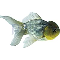 Blue Oranda Goldfish