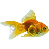 Bubble eye goldfish petco sales