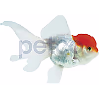 Red Cap Oranda Goldfish