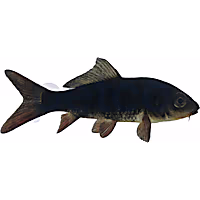 Black Koi