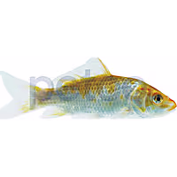 Matsuba Koi