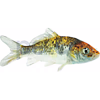 Utsuri Koi