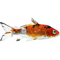 Koi fish top prices petsmart
