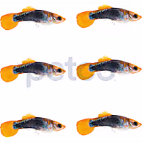 Male Red Panda Guppy (Poecilia reticulata)