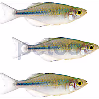 Turquiose Rainbowfish