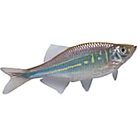 Freshwater Fish: Danios & Minnows for Sale