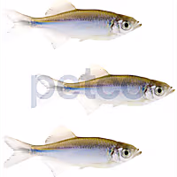 Giant Danio