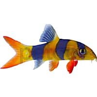 Clown Loach (Chromobotia macracantha)