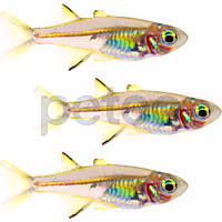 Celebes Rainbowfish