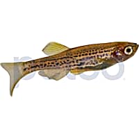 Rosy red minnows petco top