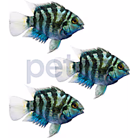Polar Blue Parrot Cichlid