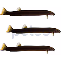 Black Kuhlii Loach