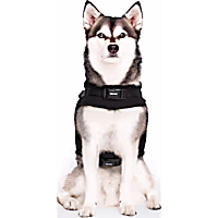 Canada Pooch Black Harness Puffer for Dogs