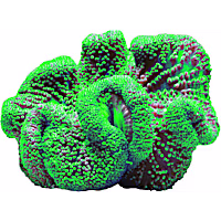 Metallic Green Carpet Anemone - Medium
