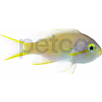 Hutchi Anthias