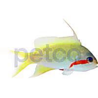 Hutchi Anthias - Male