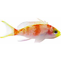 Randall's Anthias - Female (Juvenile) 1"-2.25"