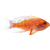 Randall's Anthias