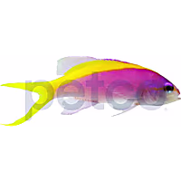 Yellowback Evansi Anthias 1"-2"