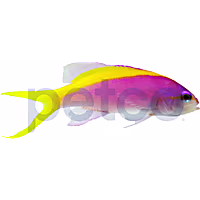 Yellowback Evansi Anthias 2"-3"