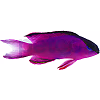 Black Cap Basslet