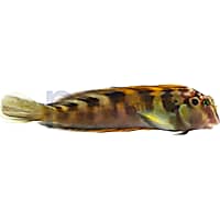Horseface Blenny 2.25"-4.25"