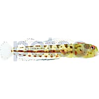 Panamic Barnacle Blenny