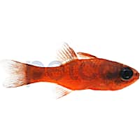Flame Tailspot Cardinal