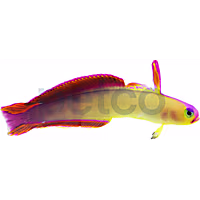 Exquisite Firefish Goby