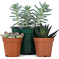 Live Plants for Reptile Terrariums Petco