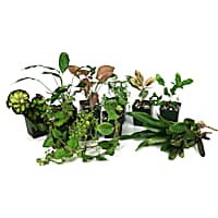 Live reptile plants for sale 2025