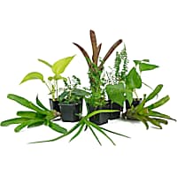 Live reptile plants for sale 2025