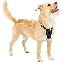 Kurgo Black Tru-Fit Smart Enhanced Strength Dog Harness