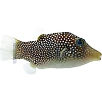 Puffer fish petsmart cheap