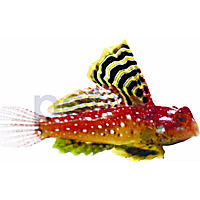 Ruby Dragonet