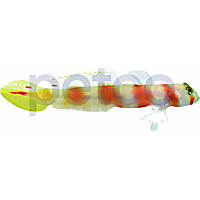 Pinkbar Goby