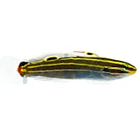 Hector's Goby