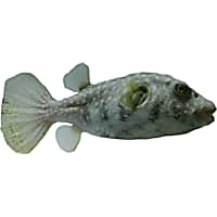 Freshwater blowfish for sale shop