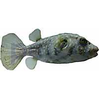 Stars & Stripes Pufferfish