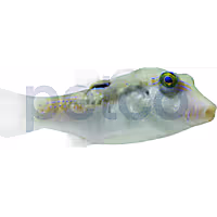 Bennett's Sharpnose Pufferfish