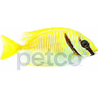 Two Bar Rabbitfish
