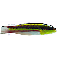 Mexican Rock Rainbow Wrasse