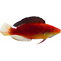 Male Redfin Fairy Wrasse