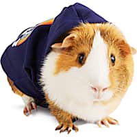 Small Animal Clothes Leashes Rabbits Guinea Pigs Petco