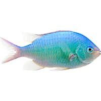 Petco saltwater 2024 fish guarantee