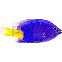 Yellowtail Damsel